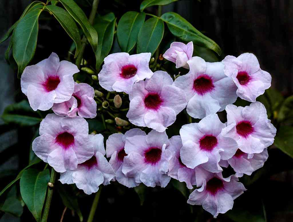 Plant of the Month - Pandorea jasminoides (Bower of Beauty)