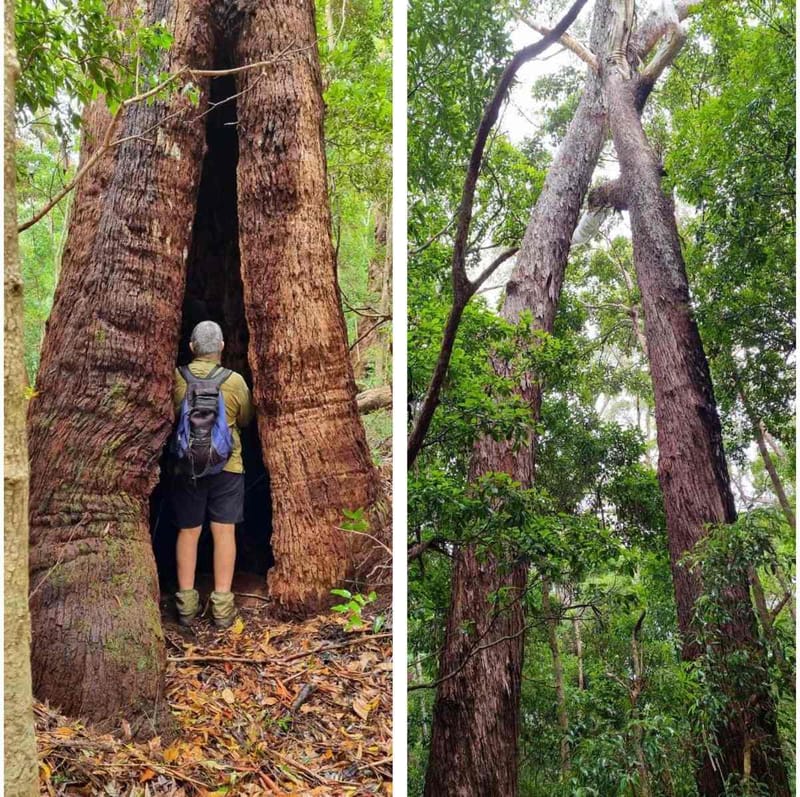 A few of the mature blackbutt trees at risk of being lost to make way for luxury cabins