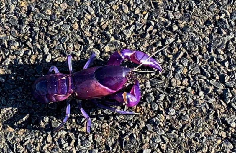 Purple Yabby - Cherax robustus