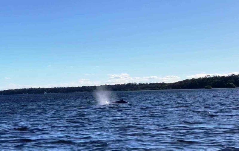 A couple of whales decided to join the Yacht Club Sailing School outing last month.