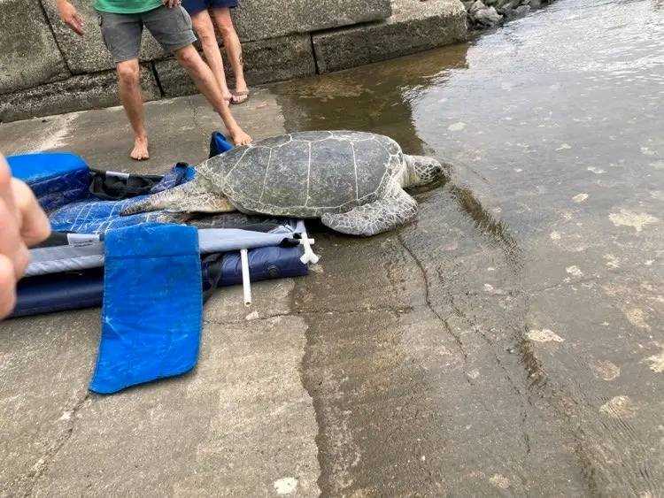 Farewell to brave Thomas! Photos: Jan Waters TurtleCare FB