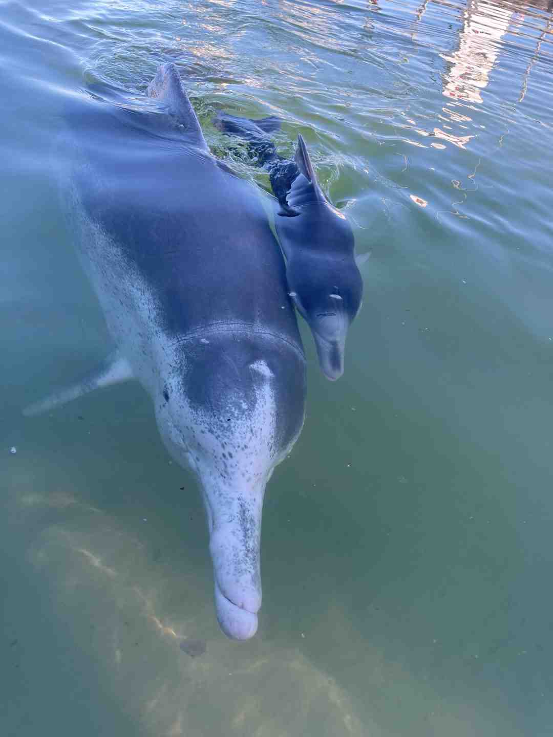 Dolphin - Ella and baby Shadow RIP