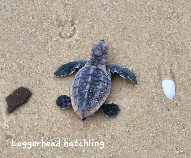 Loggerhead hatchling on Teewah Beach in January 2023