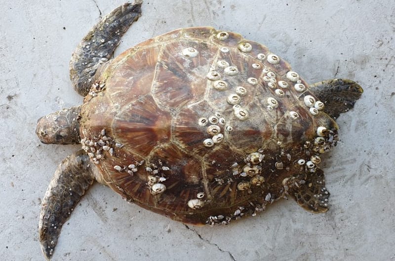 Juvenile turtle that was stranded on the end of K’Gari (Fraser Island) and sent to Australia Zoo Animal Hospital for treatmen