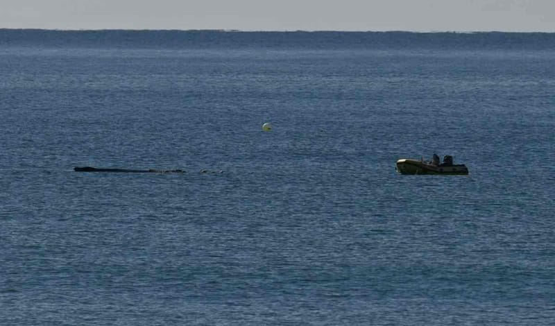 The whale being rescued from the nets. Photo by Dave Turnbull. Printed with permission.