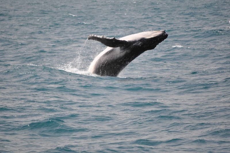 Whale season has begun Image courtesy Cooloola Coastcare, see their article on page 12-13.