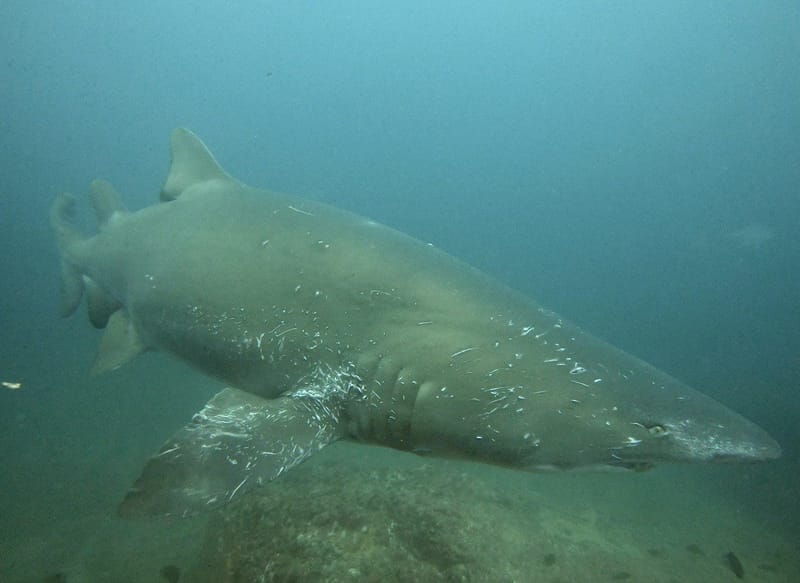 Mating scars on the one of the Grey Nurse Sharks at Wolf Rock.