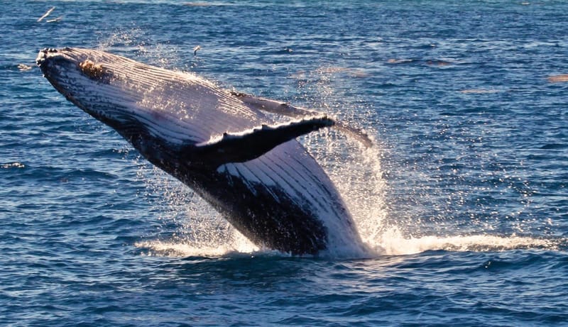 The Humpback Whale northerly migration is in full swing with the giant mammals giving birth in the warmer coastal Australian