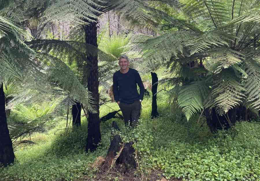 Our new local wood detective Phil amongst some tree ferns
