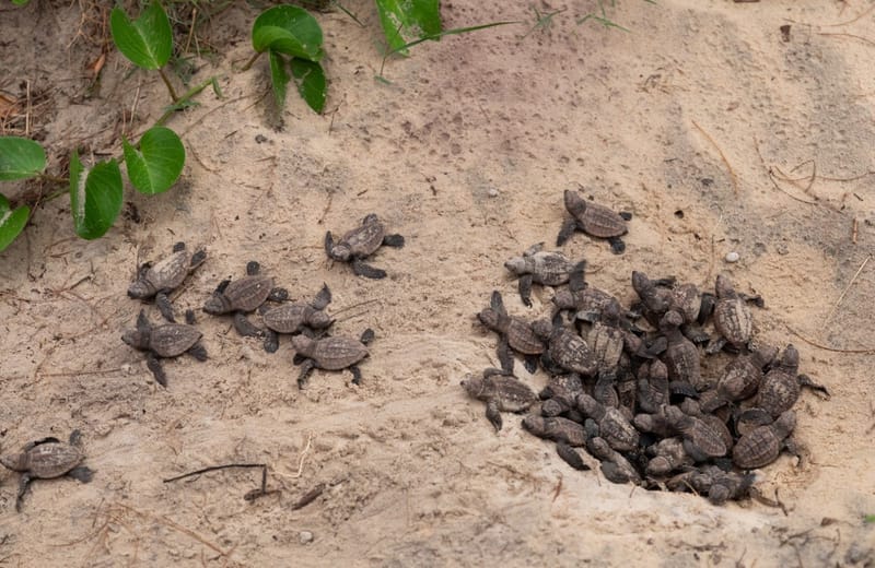 World Sea Turtle Day - On their way to freedom, the little turtles make their way to the sea. Photo: Rainbow Beach Wedding Ph