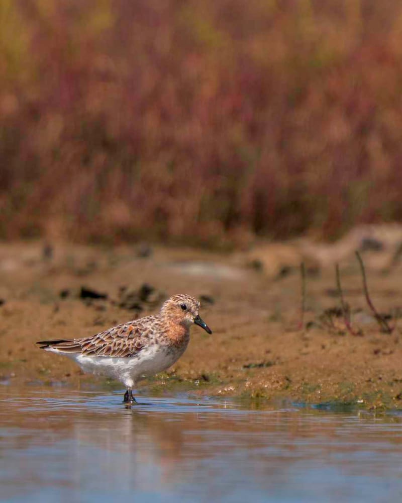 Help protect and restore our vital local wetlands so migratory birds like this red-necked stint can continue to visit. Photo